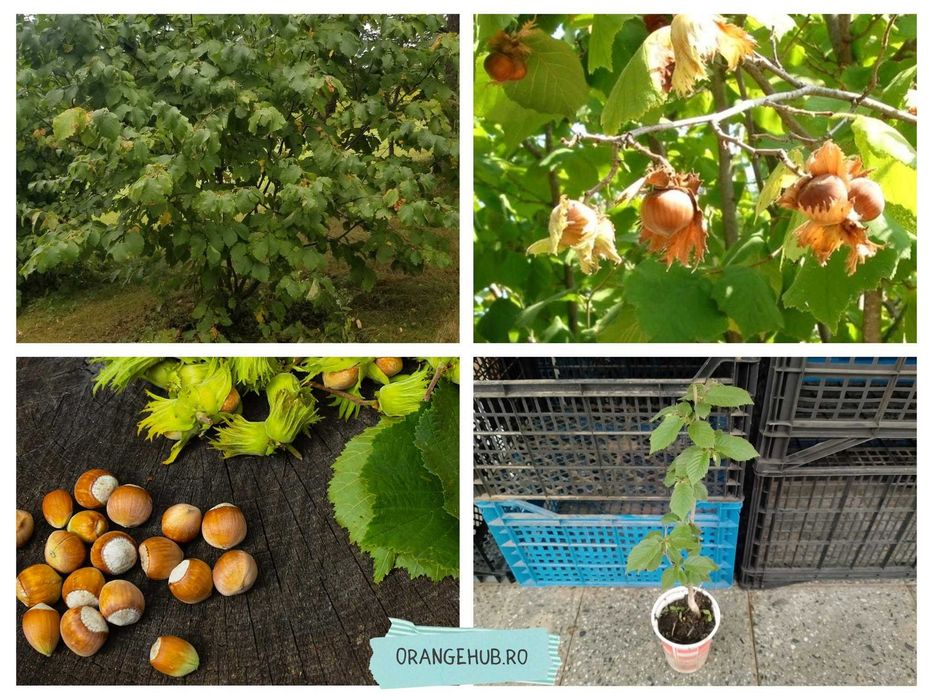 Alun de padure la ghiveci de 2 si 3 ani si alti fructiferi de gradina