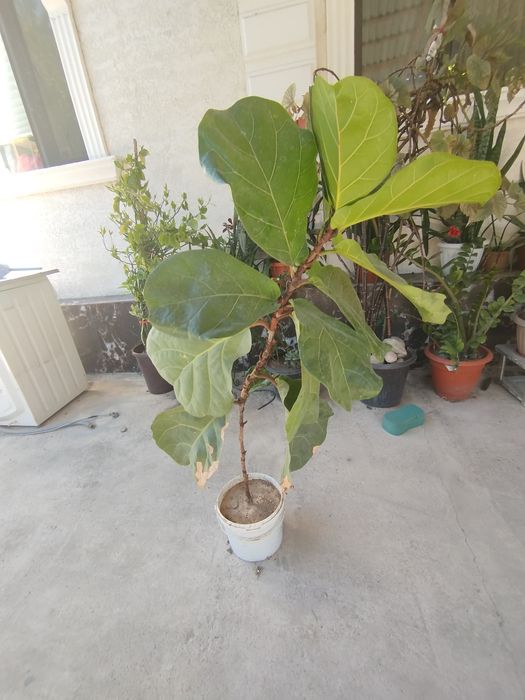 Карнизы хорошем состоянии