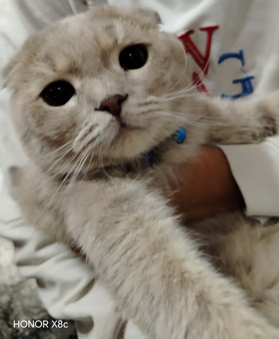 Scottish Fold. O'g'il bola