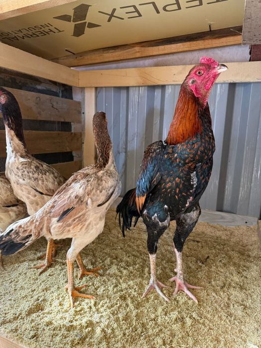 Куры даканы продам