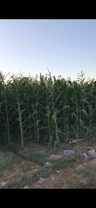 Жүгері ұрық сатылады. Кормовой, силосқа