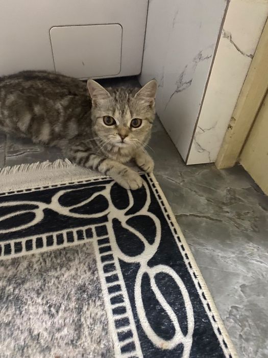 Кот котенок читайте описание