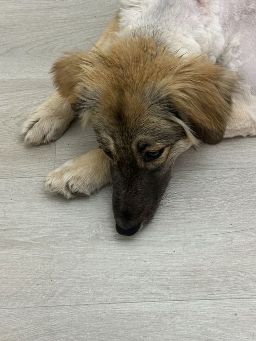 Собака около годика, дворьтерьер