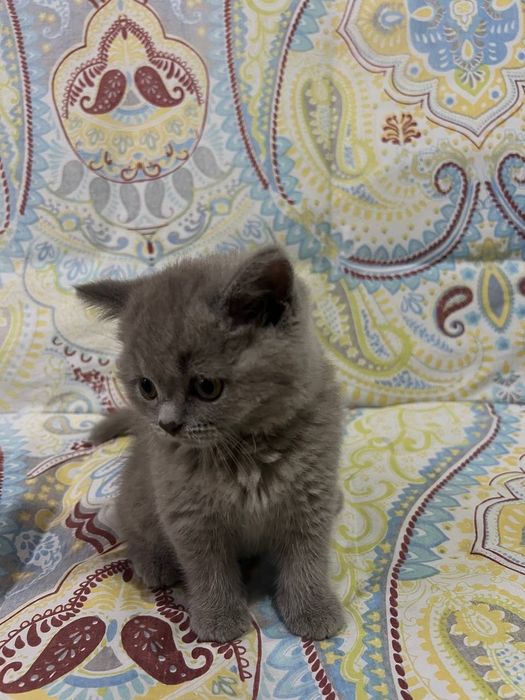 Британский котёнок