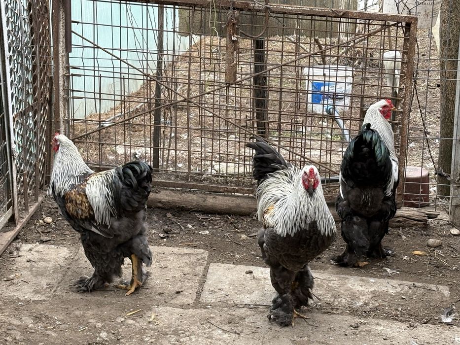 Cocosi brahma herminat inchis si silver