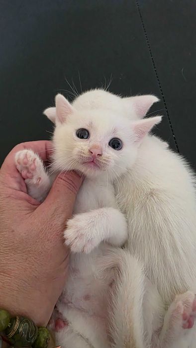 Котенок кошка котята
