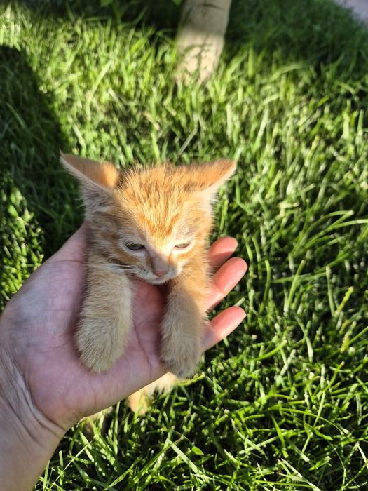 Рыжий котёнок,  мальчик
