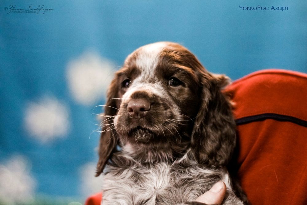 Щенки Спаниеля с родословной