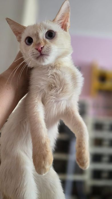 Котенок, мама сиамская кошечка