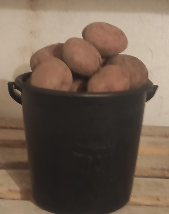 Продам картофель.