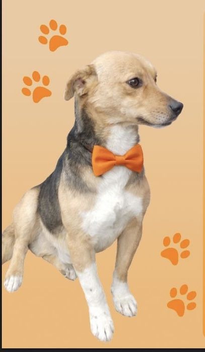 Малышу нужен дом!