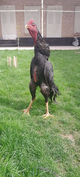 Куланги хӯроз сотилади