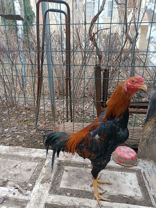 Dakan xorozlar sotiladi