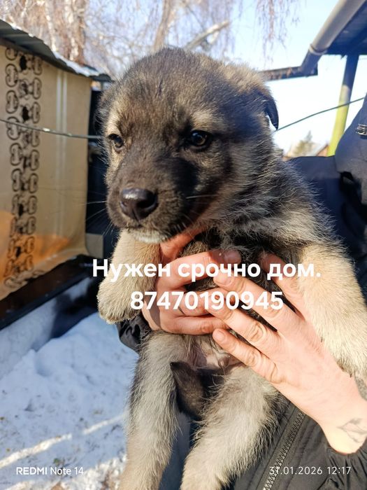 Малышке нужен дом