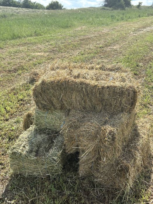 Бали ливадно сено