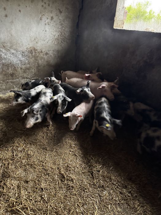 Продавам домашни прасета