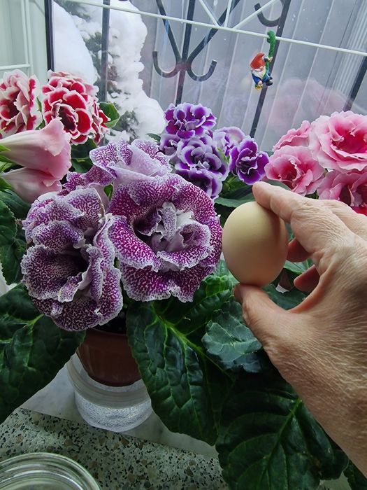 Продам цветы глоксинии