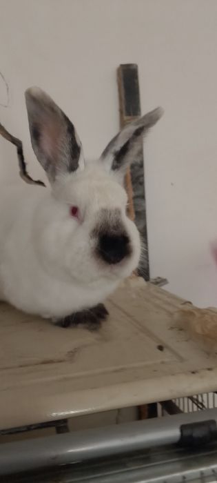 Суйишга куёнлар бор ,