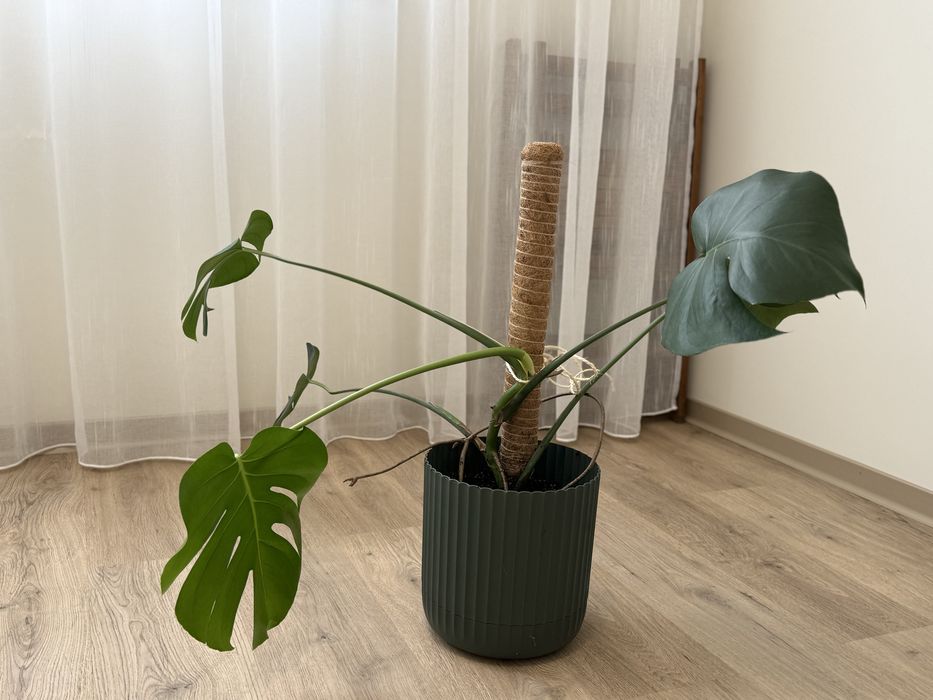 Монстера Делициоса Monstera Deliciosa