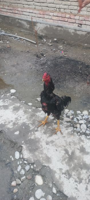 Хороз ва макйон сотилади зоти турк