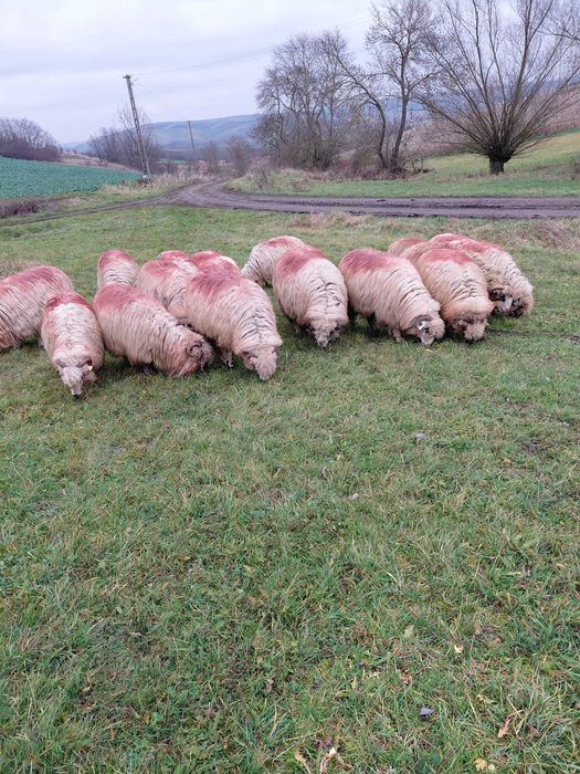 Vând 10 oi țurcane bine îngrijite,