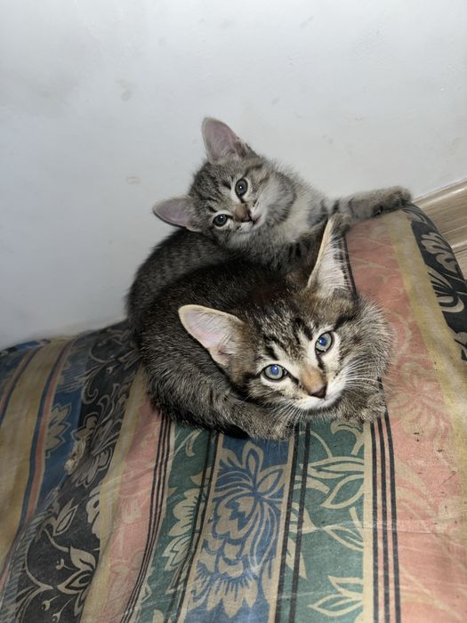Отдам котят в хорошие руку