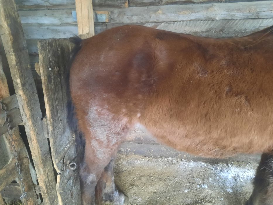 Продам кобылу жирную