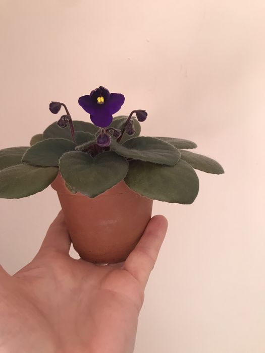 Фиалка комнатная