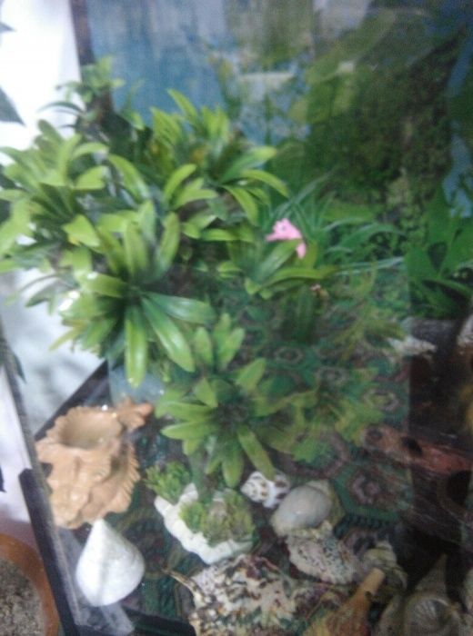 Продаю водоросли для аквариума