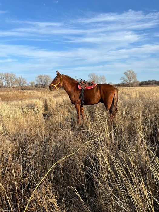 Лошадь жеребец 4года