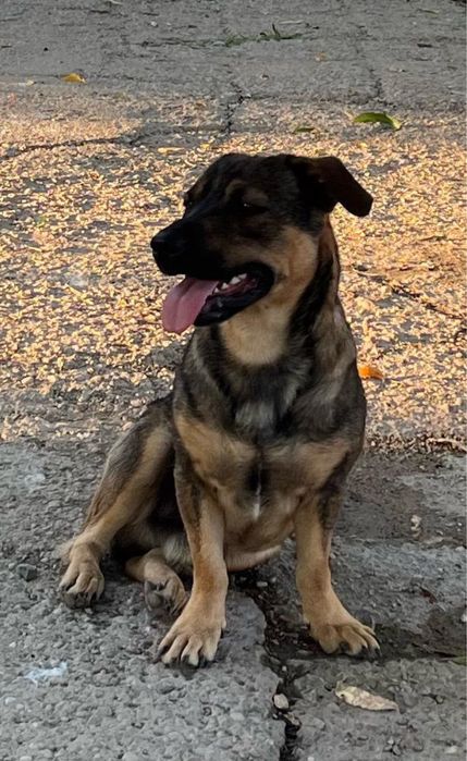 Metis ciobanesc german pitic pui