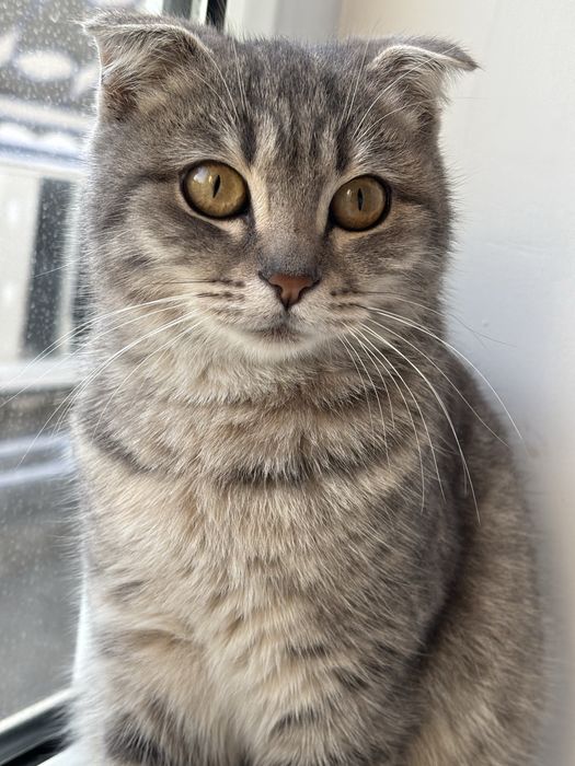 Кошка девочка очень красивая