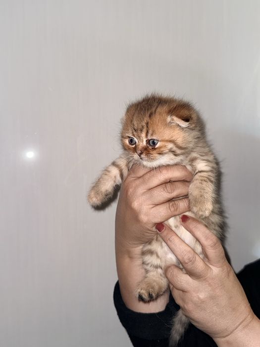 акция улгуриб колинг