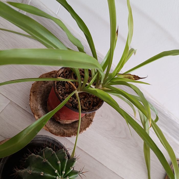 Кактусы хлорофитум сансевьера