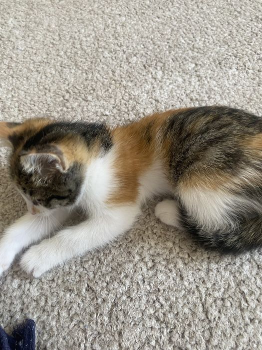 Котенок красивая игривая девочка