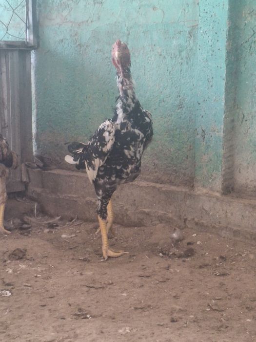 Дакан қораз сатылады.