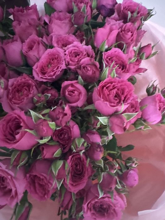 Продам цветы свежие.