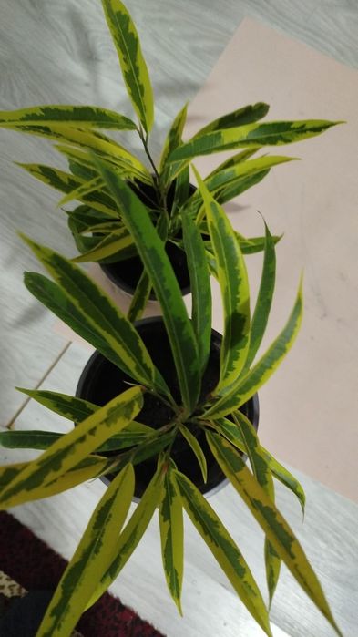 Олеандр ,молочай фикусы