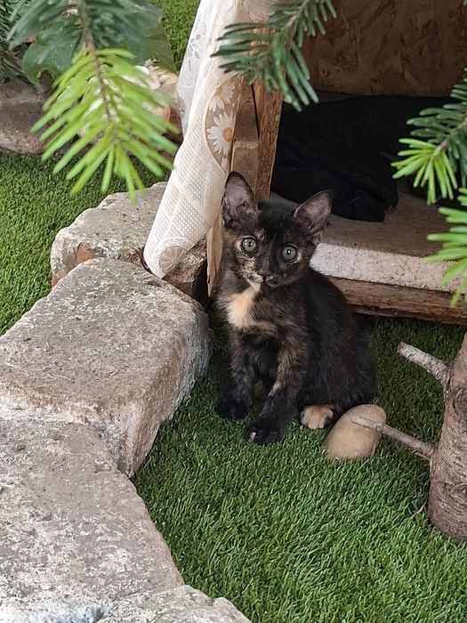 Adoptie pui pisica