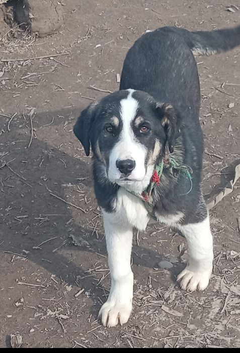 Күшіктер сатылады