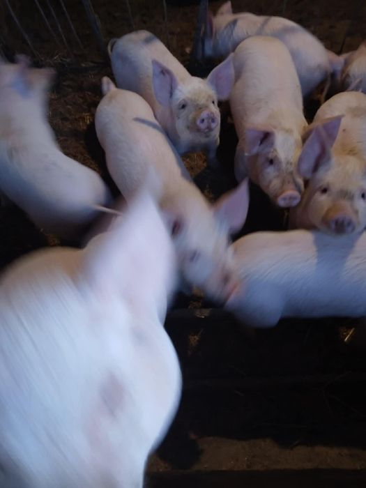 Малки прасета на 2месеца!
