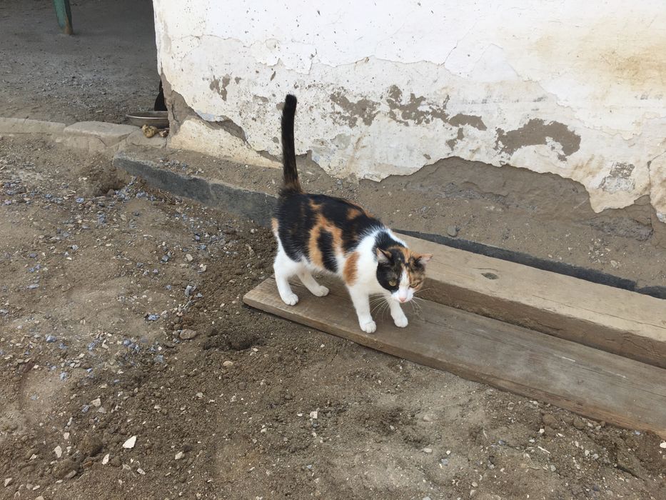 Отдам стерилизованную кошку