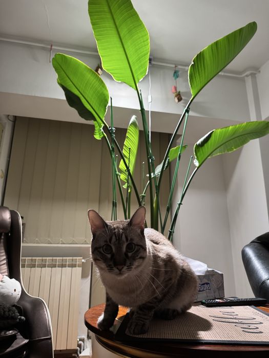 Planta de 2.5 metrii Strelitzia Nicolai Bird of Paradise