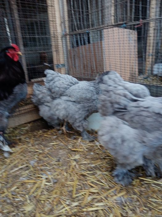 Vând ouă pentru incubat de brahma albastru