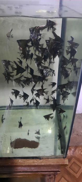 Аквариумная рыбка-Скалярия