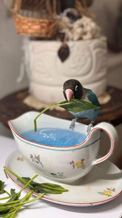 Продается попугай неразлучник с клеткой, игрушками и кормом