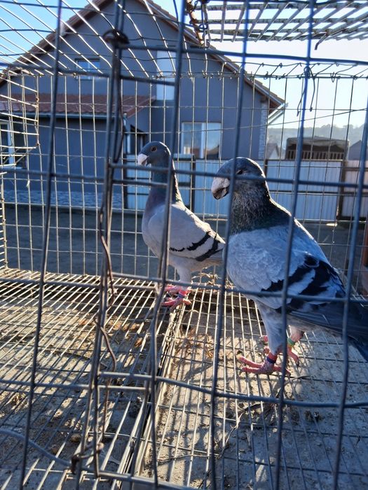 Porumbei voiajori germani