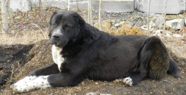 Щенки немецкой овчарки