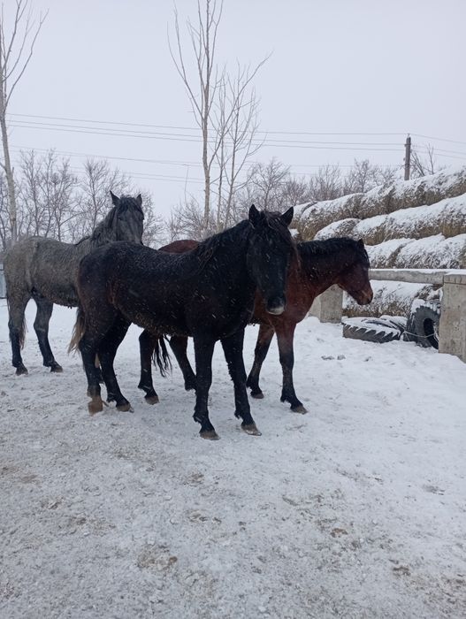 Продам жеребцов на мясо