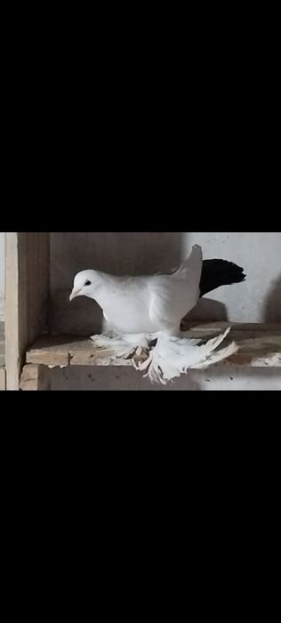 Голуби С/К персы